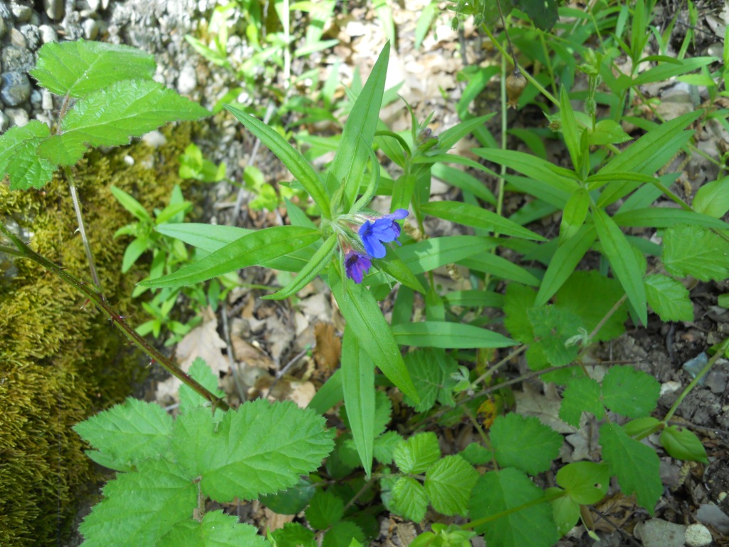 Buglossoides purpurocaerulea